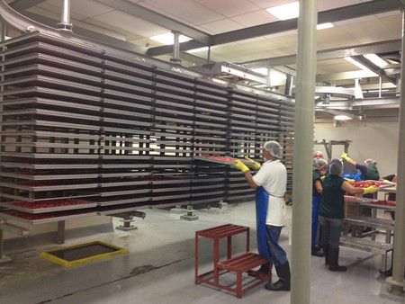 Línea de liofilización al vacío de fresa en México