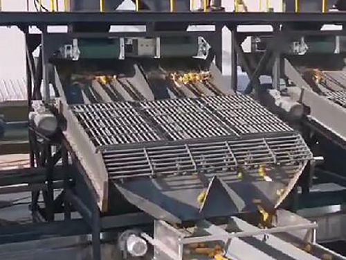 Máquina para pelar las hojas de la mazorca