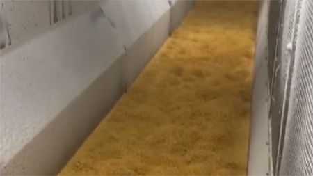 Congelador de Lecho Fluidizado IQF, para Maíz Dulce