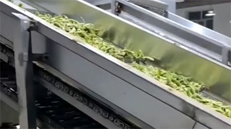 Línea de Procesamiento para Congelación de Soya