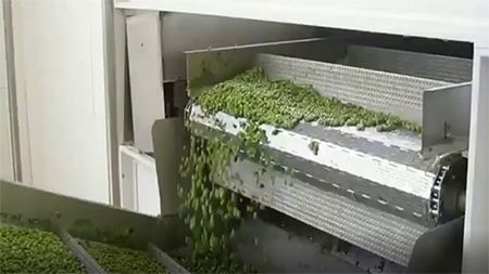 Línea de Congelación de Guisantes Verdes