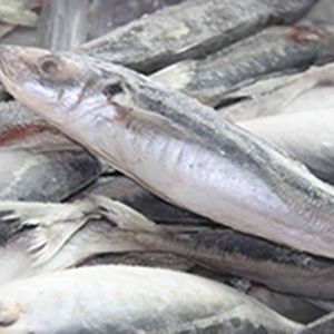 Pescado congelado